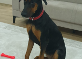 7 aylık kısır doberman